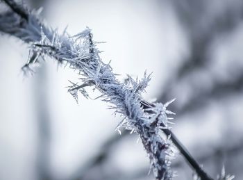 Close-up of frozen plant during winter