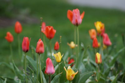 Close-up of red flowers blooming in field