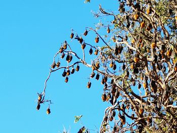 Low angle view of flowering plants against clear blue sky