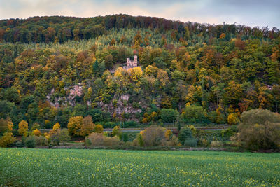 Trees and plants growing on field during autumn