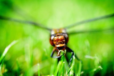 Close-up of insect on leaf