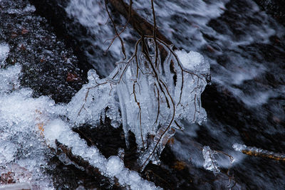 High angle view of frozen trees during winter