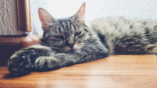 Portrait of cat relaxing on hardwood floor at home