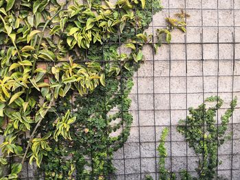 Ivy growing on wall against building