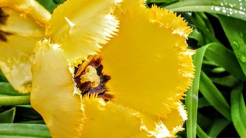 Close-up of bee on yellow flower