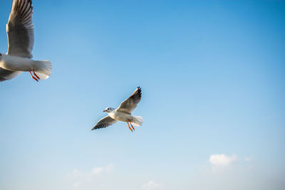 Low angle view of seagull flying