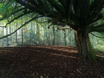 Trees in forest