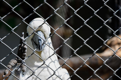 Close-up of bird seen through chainlink fence