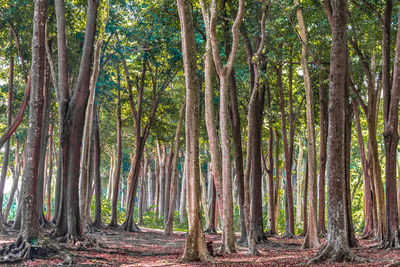 Trees growing in forest