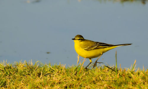 Close-up of bird perching on yellow flower