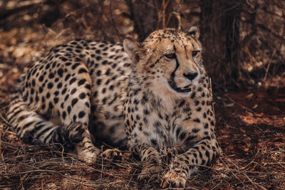 Portrait of cheetah resting in forest