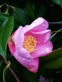 Close-up of pink rose