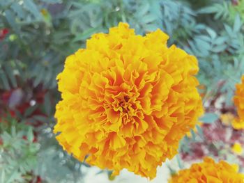 Close-up of marigold blooming outdoors