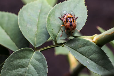 Close-up of insect on leaf