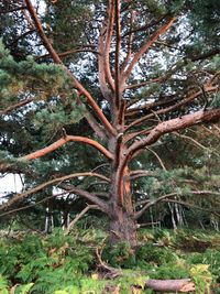 Low angle view of tree in forest