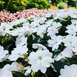 Close-up of white flowering plants