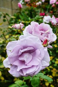 Close-up of pink rose blooming