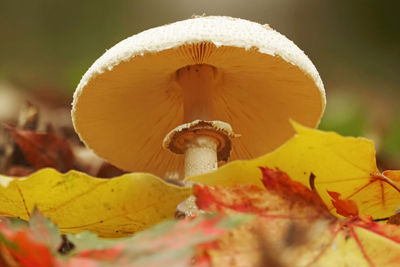 Close-up of yellow mushroom during autumn