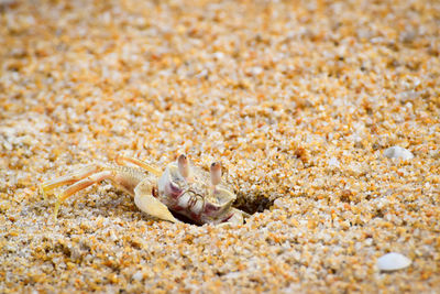 Portrait of crab on beach