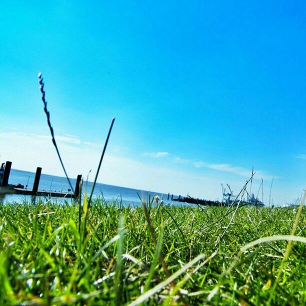 grass, blue, field, plant, tranquil scene, tranquility, clear sky, nature, green color, growth, sky, grassy, beauty in nature, scenics, water, copy space, landscape, green, horizon over water, day