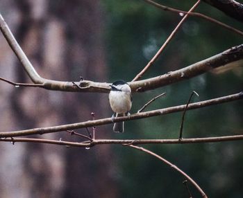 Close-up of bird perching on tree