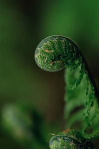 Fern leaf in the forest. close-up