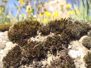 Close-up of cactus plant growing on field