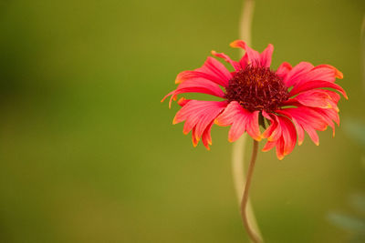 Close-up of red flower