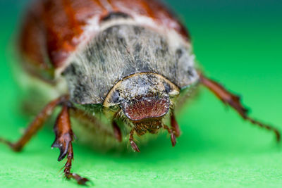 Close-up of insect