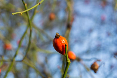Close-up of rose hip growing on plant
