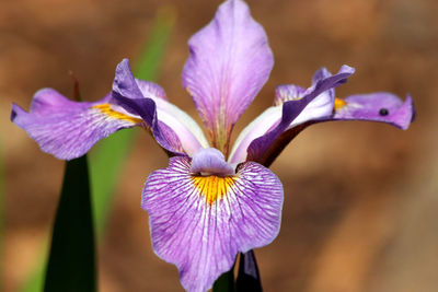 Close-up of purple iris flower