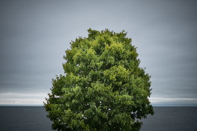 Tree by sea against sky