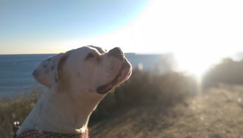 Close-up of boxer on field during sunny day