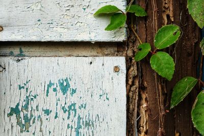 Close-up of ivy growing on wood