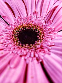 Close-up of pink daisy flower