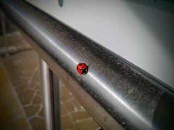 Close-up of ladybug on window
