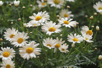 Close-up of white daisy flowers