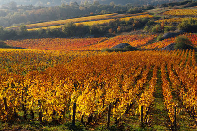 Scenic view of vineyard during autumn