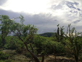 Trees on field against cloudy sky