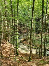 Trees growing in forest