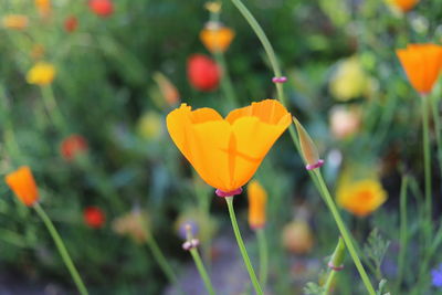 Close-up of orange flowering plant in field