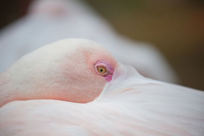 Close-up of a bird