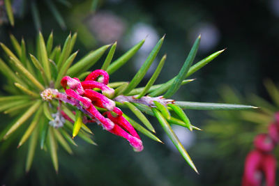 Close-up of pink flowering plant