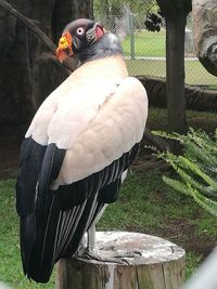 Close-up of bird