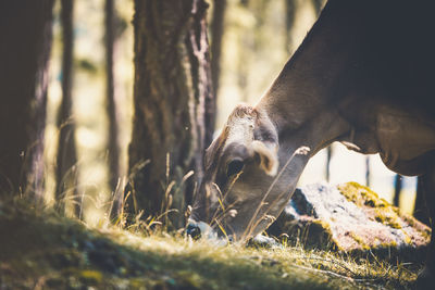 Close-up of an animal on field