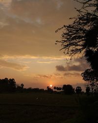 Silhouette trees on field against sky during sunset