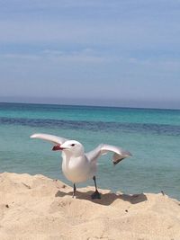 Birds on beach against sky