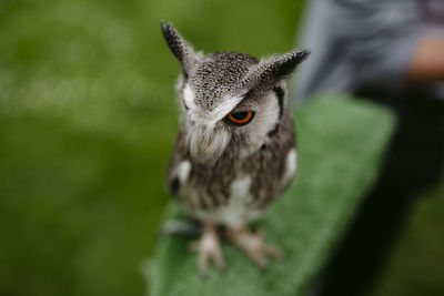 Close-up portrait of a bird