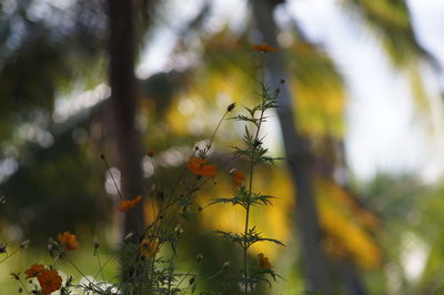 Close-up of yellow flowering plant