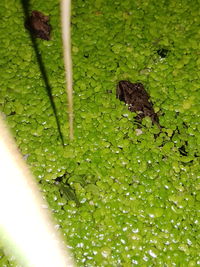 Close-up of wet leaf